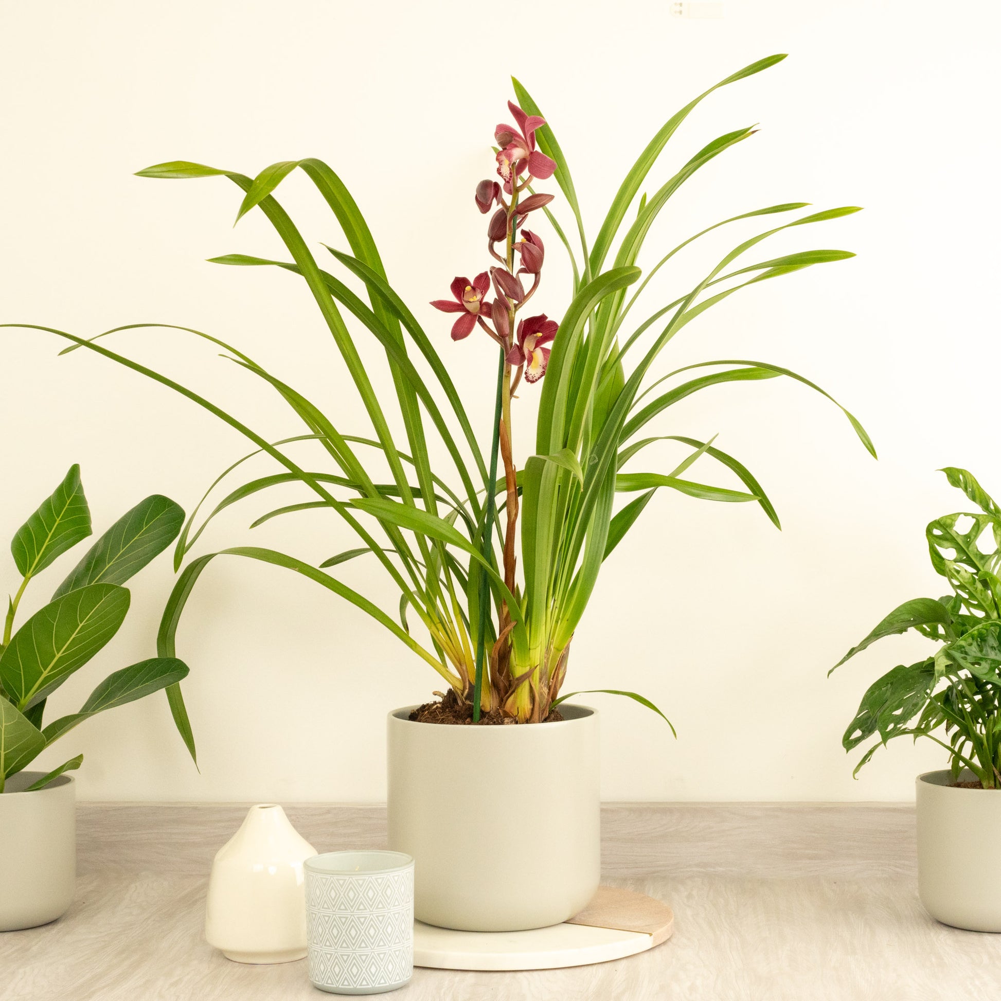 Cymbidium Orchid | Gilly