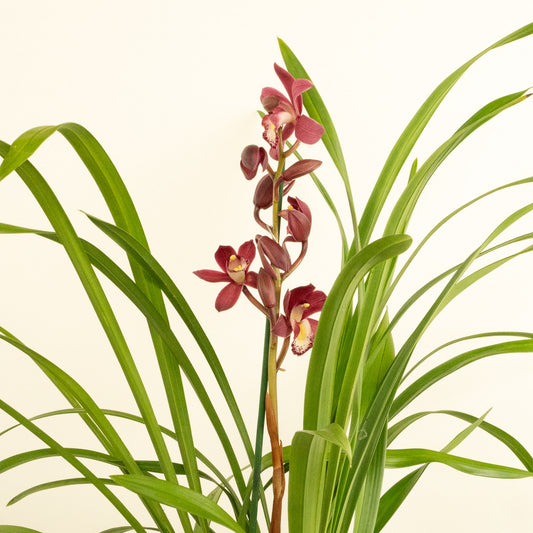 Cymbidium Orchid | Gilly | Potted Houseplants