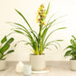 Cymbidium Orchid | Charlotte