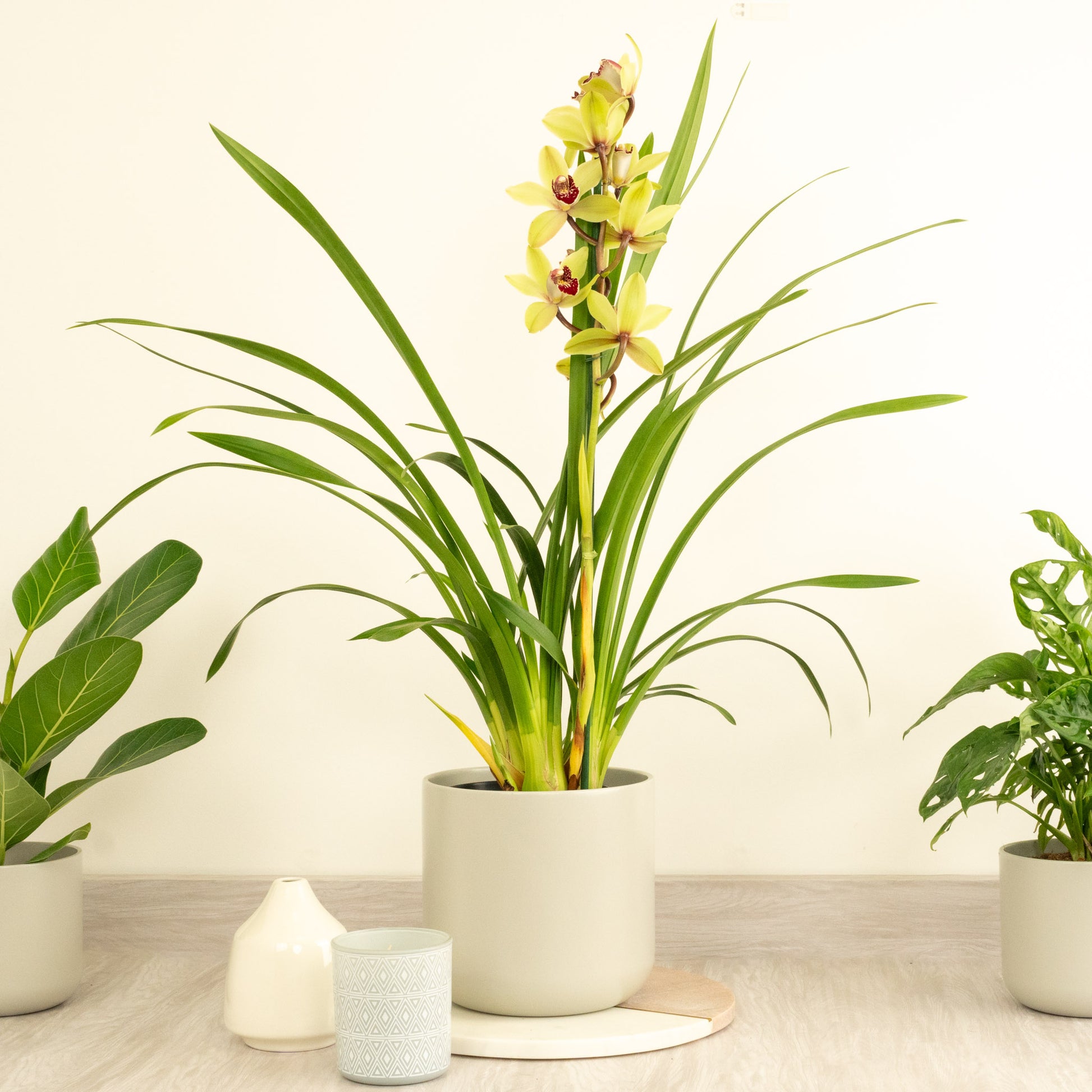 Cymbidium Orchid | Charlotte