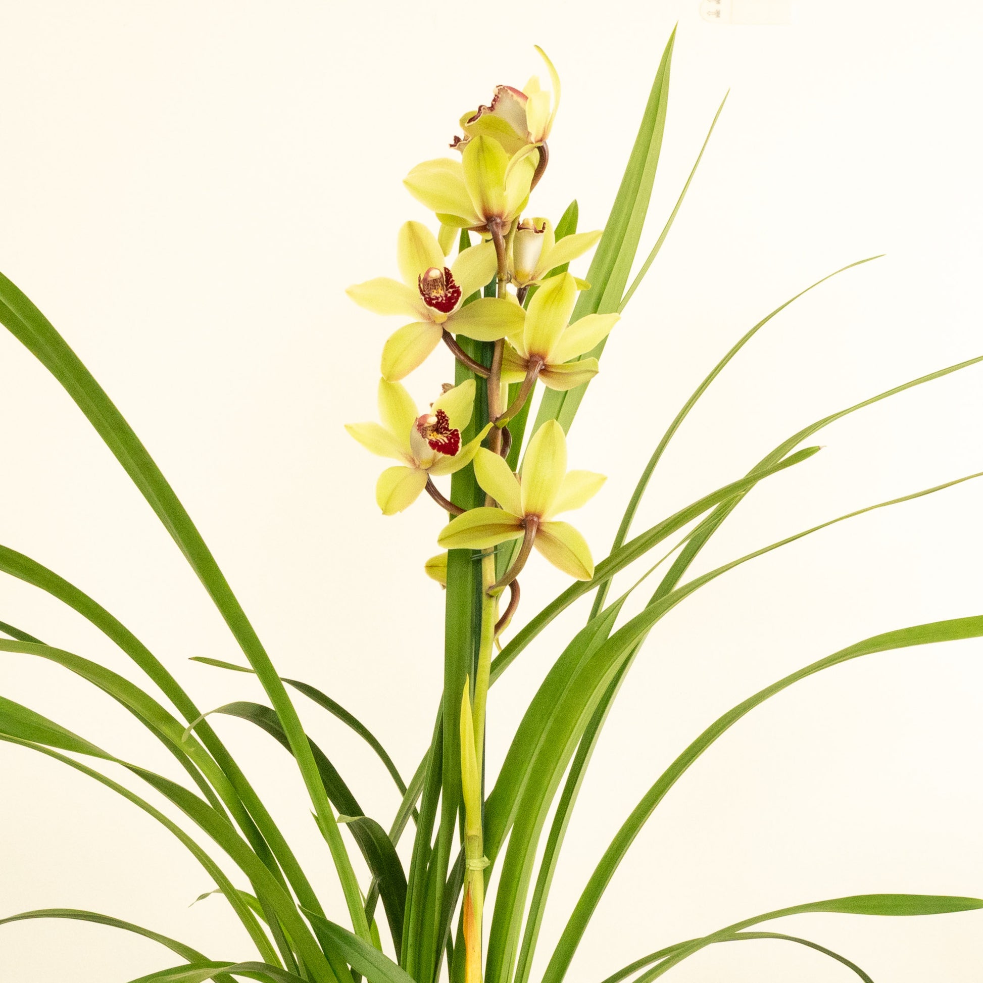 Cymbidium Orchid | Charlotte