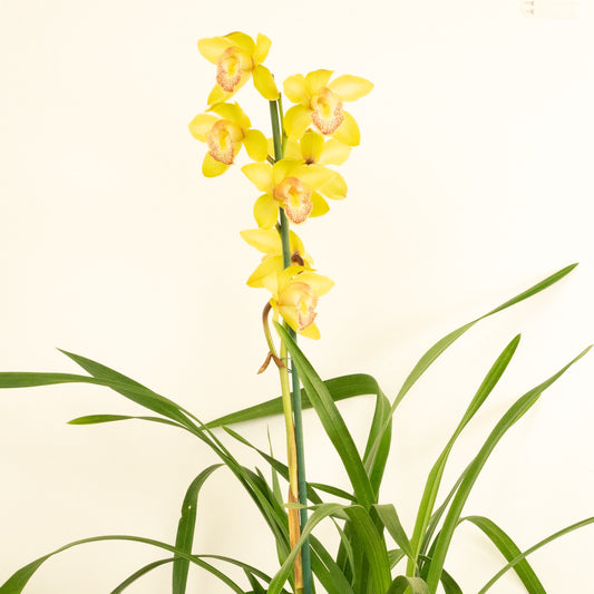 Cymbidium Orchid | Yellow Nell | Potted Houseplants