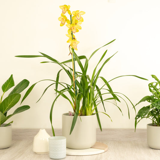 Cymbidium Orchid | Yellow Nell | 