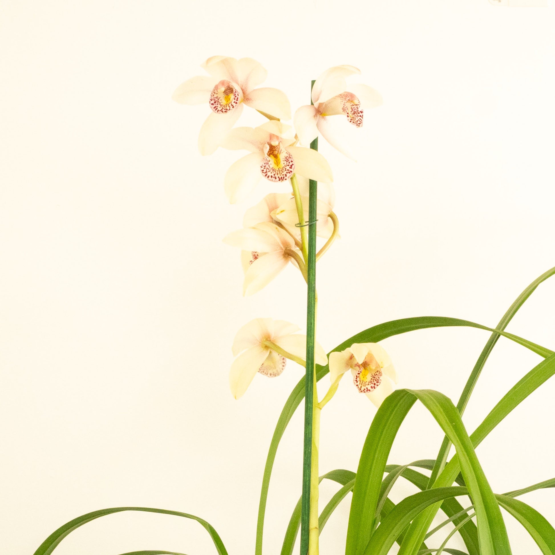 Cymbidium Orchid | Maggie