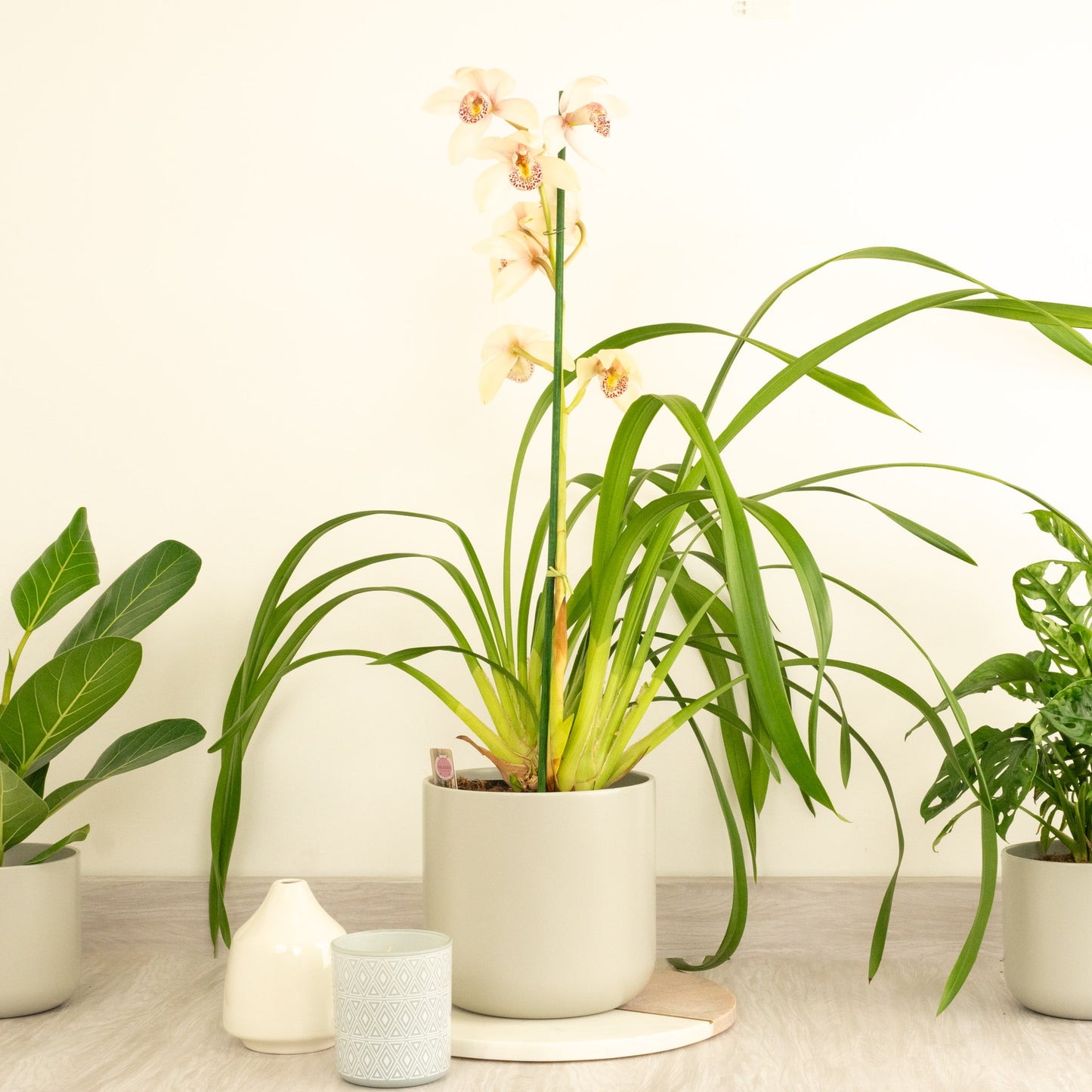 Cymbidium Orchid | Maggie