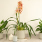 Cymbidium Orchid | Wilhelmina