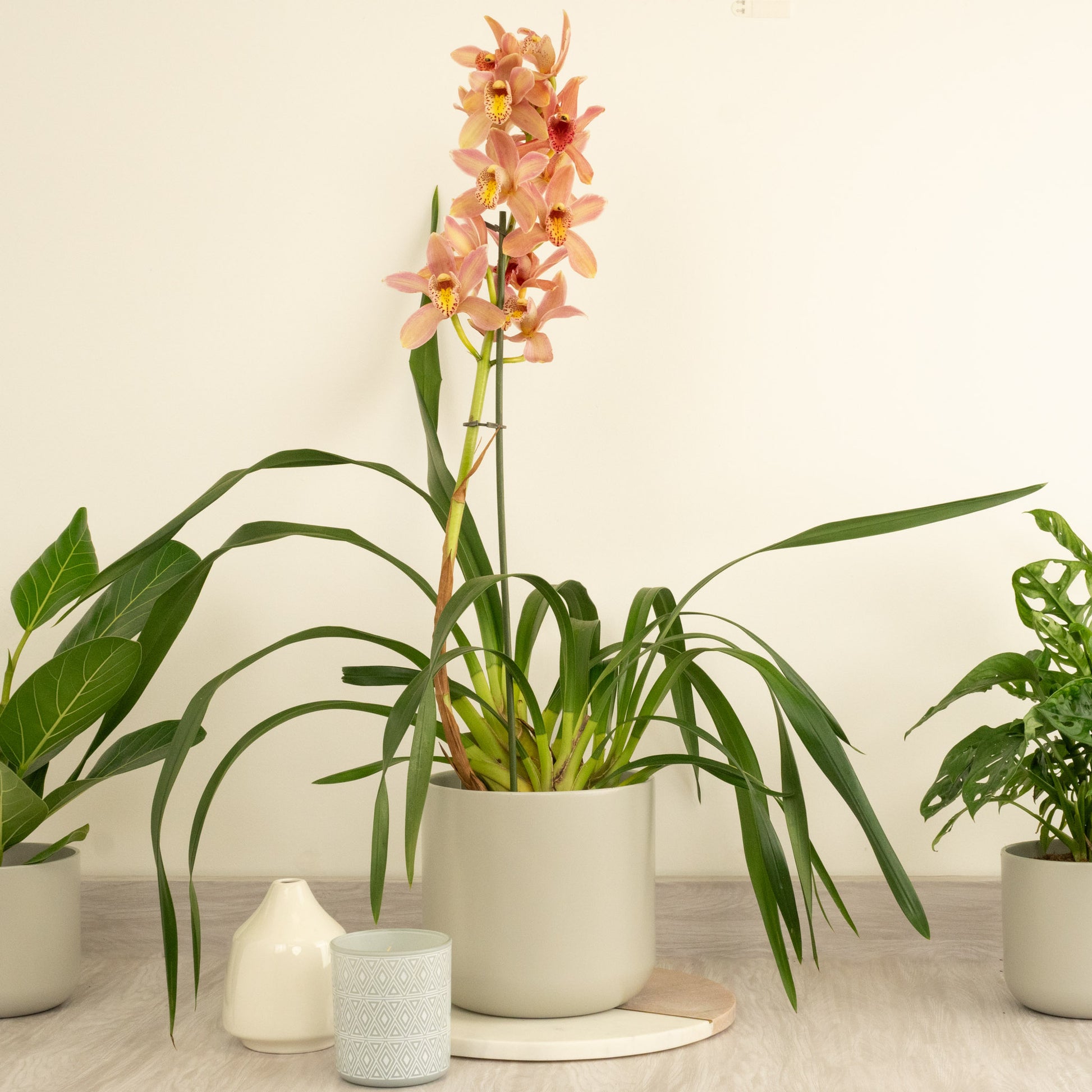 Cymbidium Orchid | Wilhelmina
