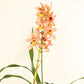 Cymbidium Orchid | Isabelle