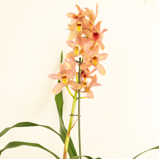 Cymbidium Orchid | Isabelle | Potted Houseplants