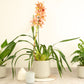 Cymbidium Orchid | Isabelle