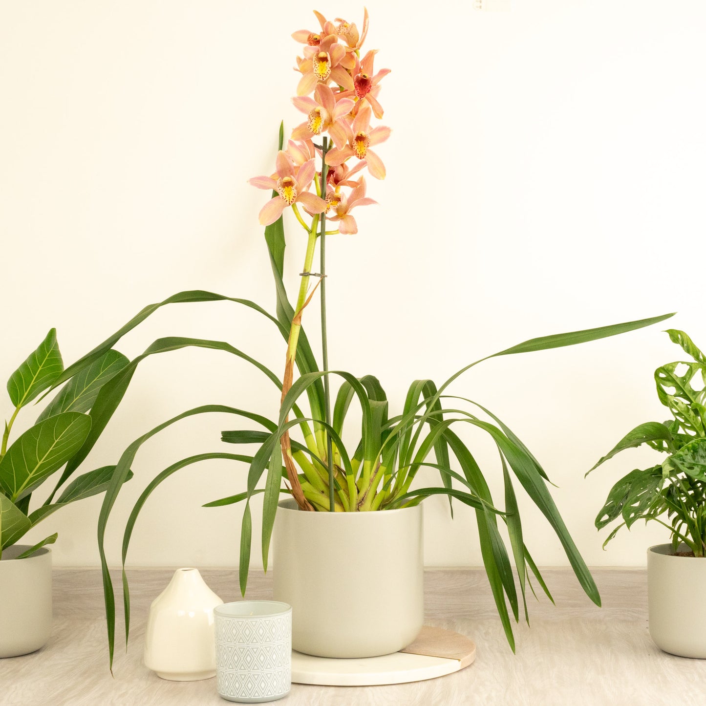 Cymbidium Orchid | Isabelle
