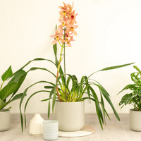 Cymbidium Orchid | Isabelle