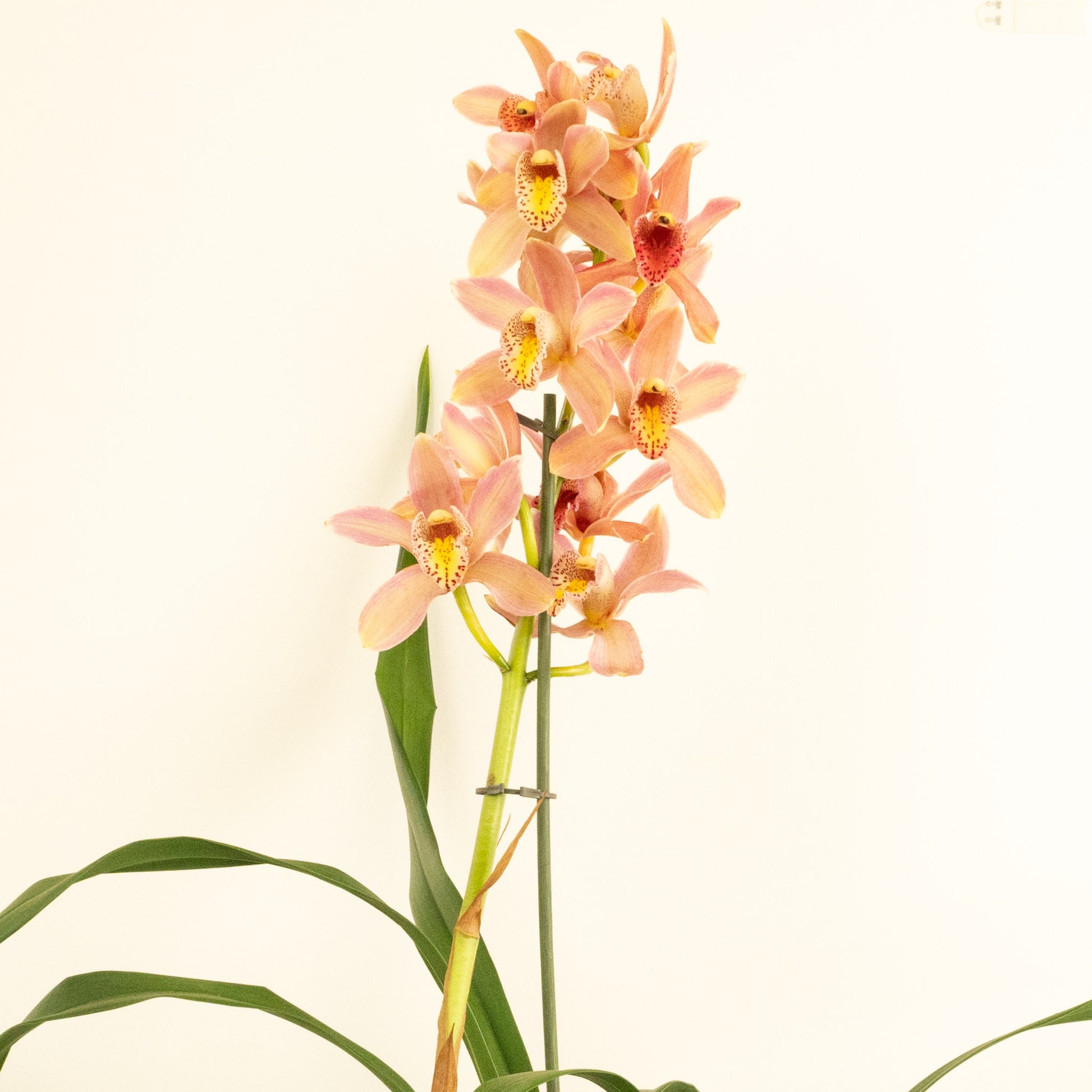 Cymbidium Orchid | Wilhelmina