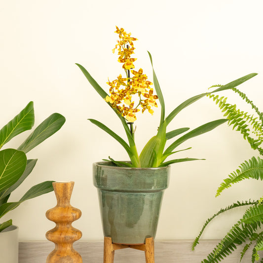 Colmanara Orchid | Pacific Sunset | Indoor Plants On Sale