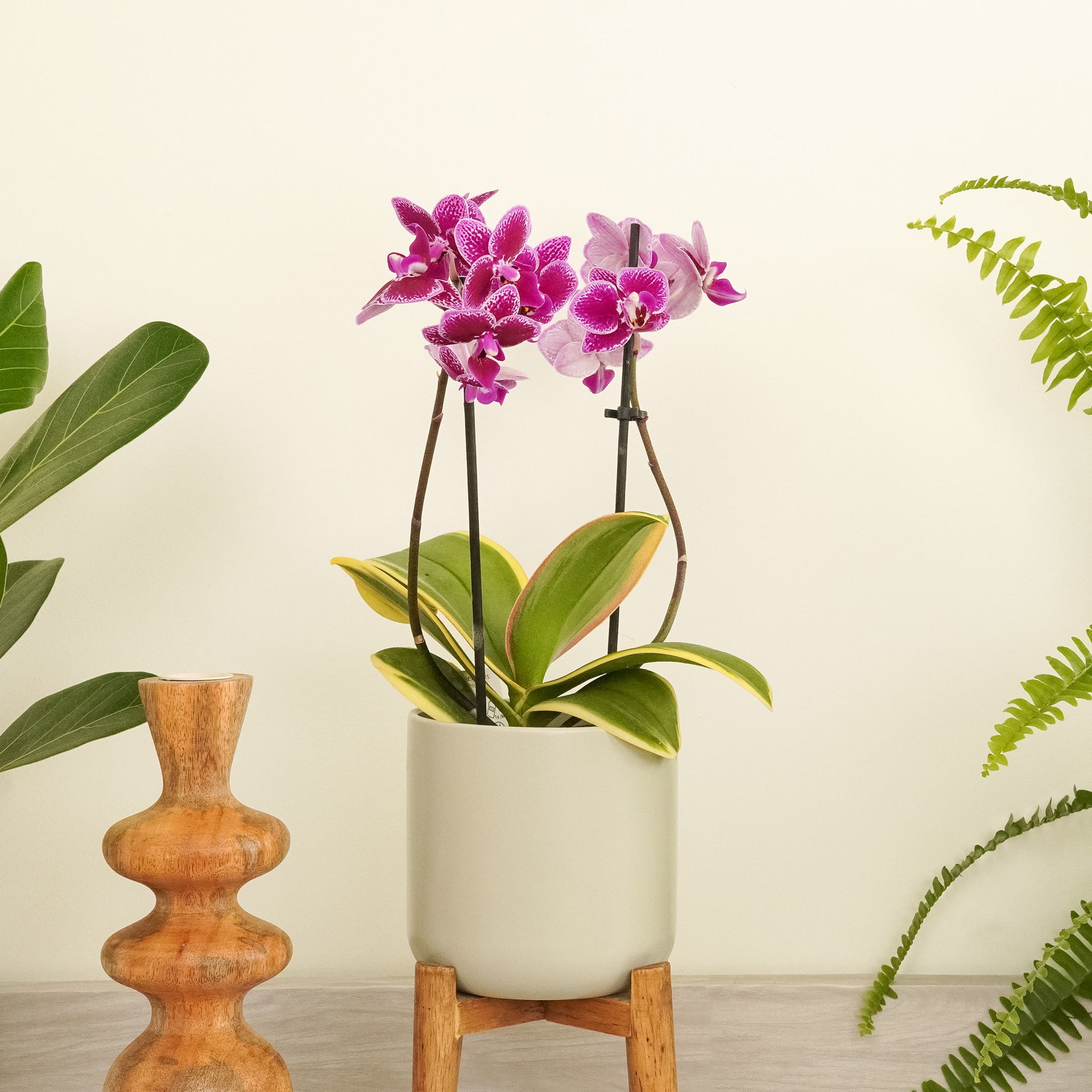 house plant orchid Variegated Phalaenopsis Orchid