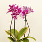 Variegated Phalaenopsis Orchid | Coffey