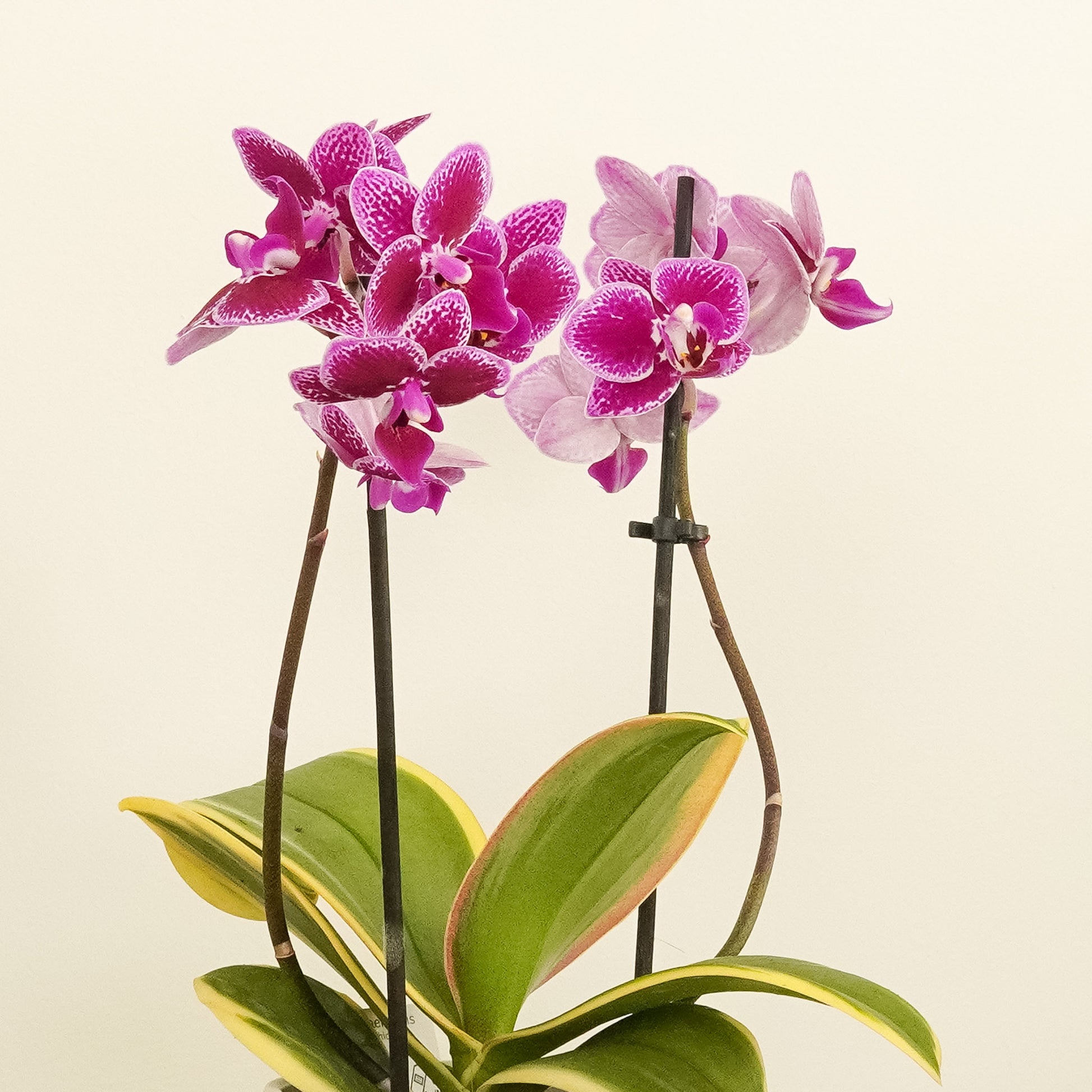Variegated Phalaenopsis Orchid | Coffey