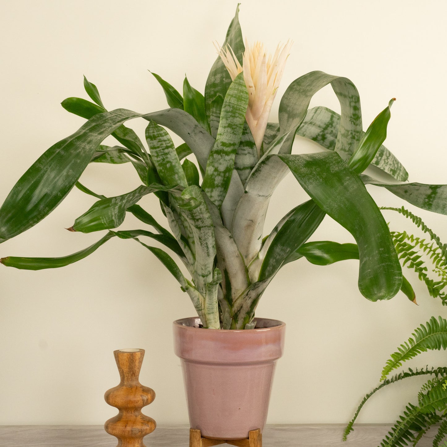 Urn Plant | Ghost
