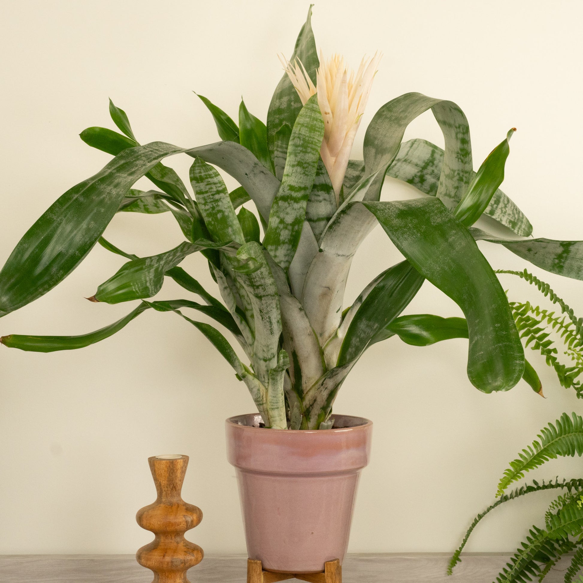 Urn Plant | Ghost