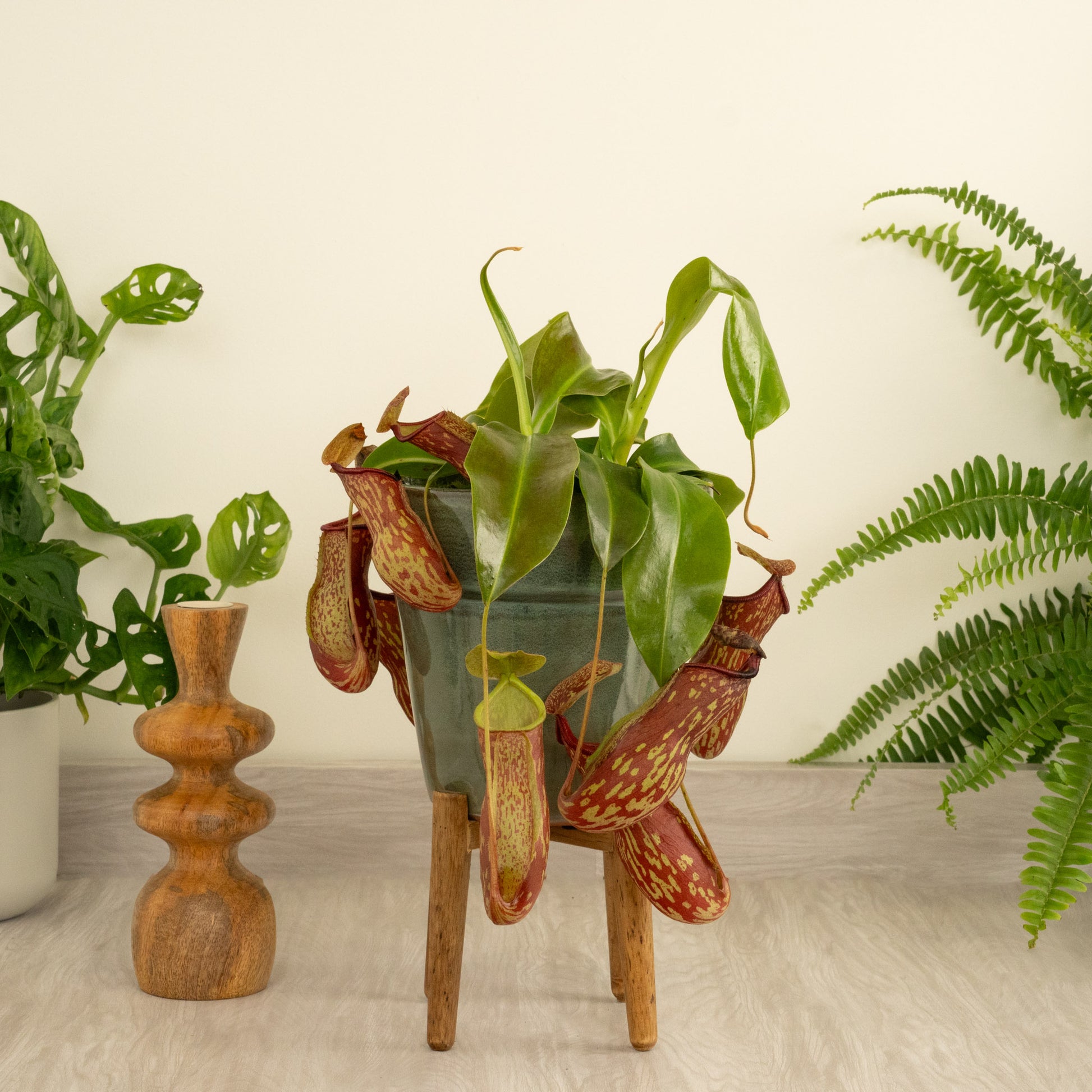Monkey Jars | Gaya