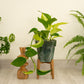 *New* Devil's Ivy | Tricolour | Golden Pothos