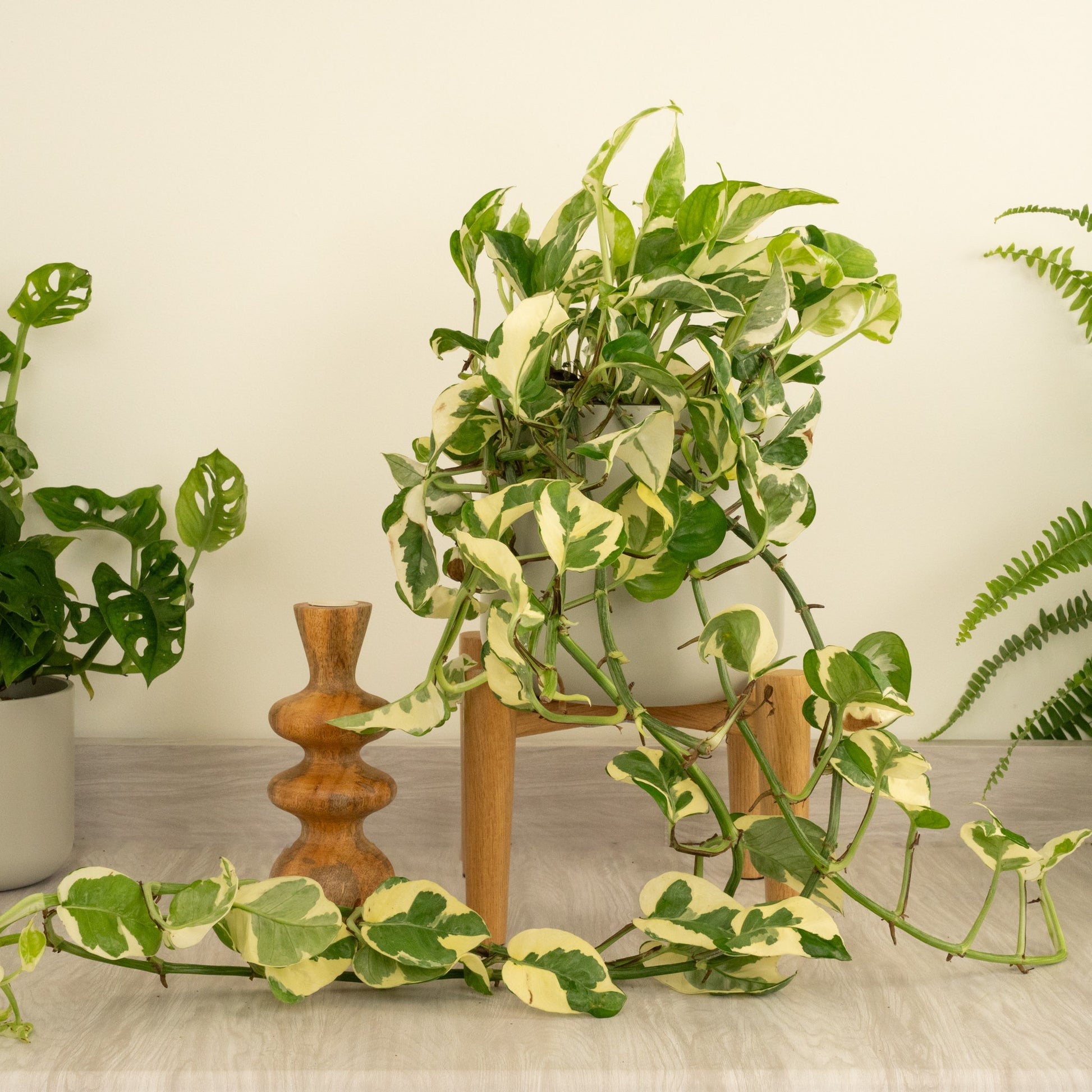 pothos happy leaf Pothos | Happy Leaf