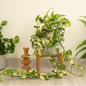 Pothos | Happy Leaf | N'joy - Indoor Plant