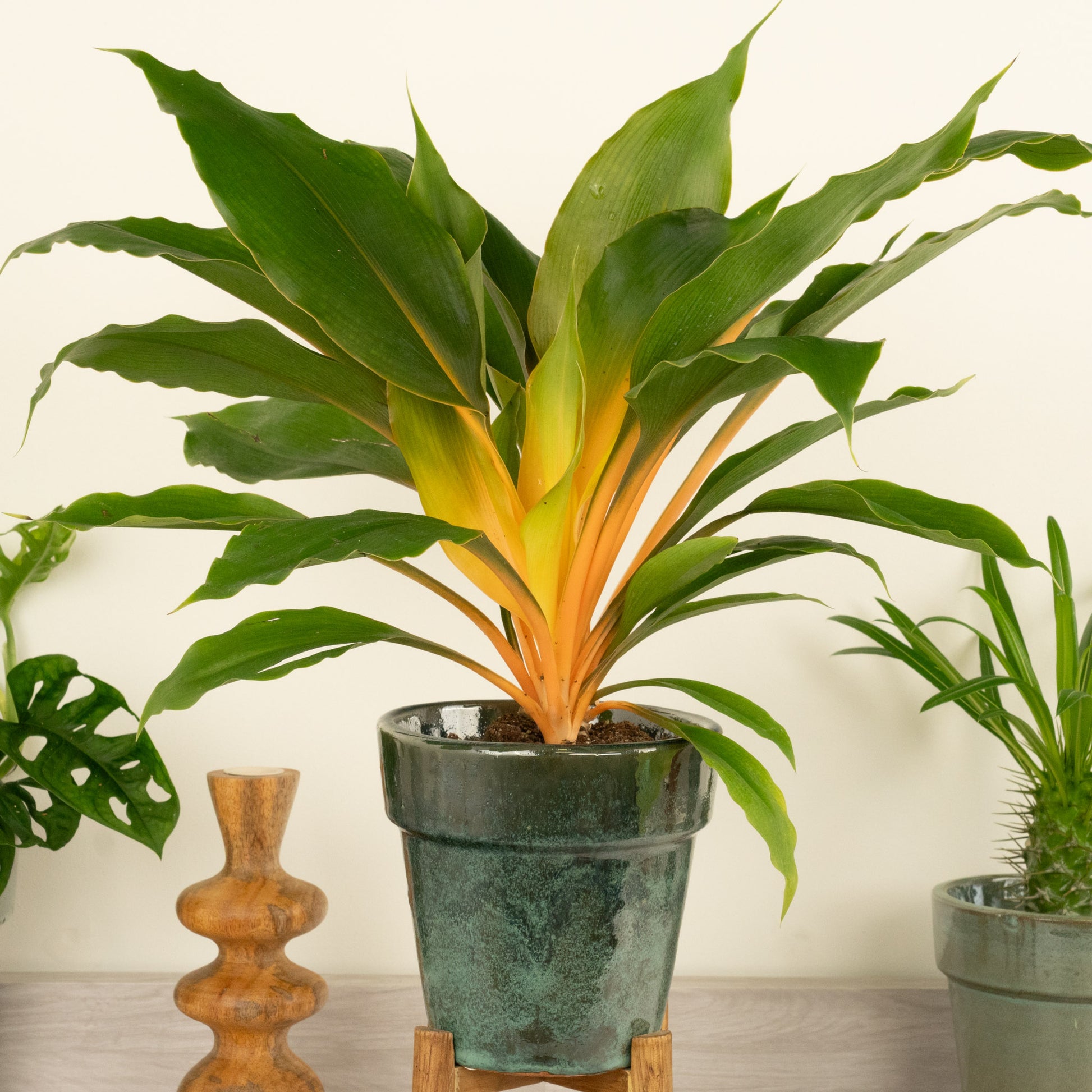 chlorophytum fire flash plant Orange Spider Plant