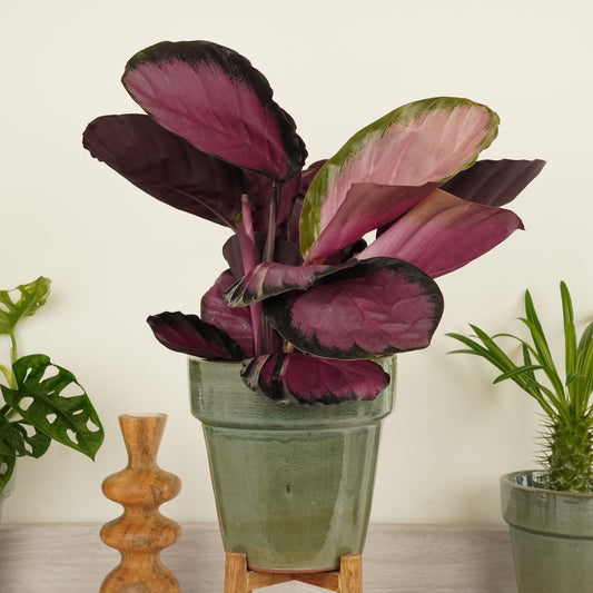 Prayer Plant | Roseo Rosy | Products