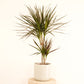 Dragon Tree | Magenta