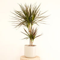Dragon Tree | Magenta