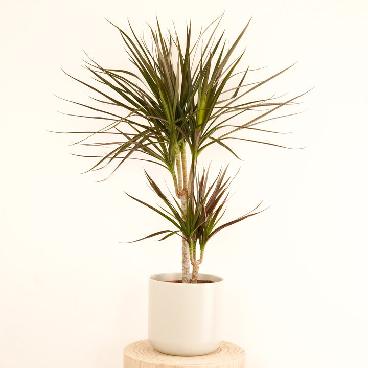 Dragon Tree | Magenta