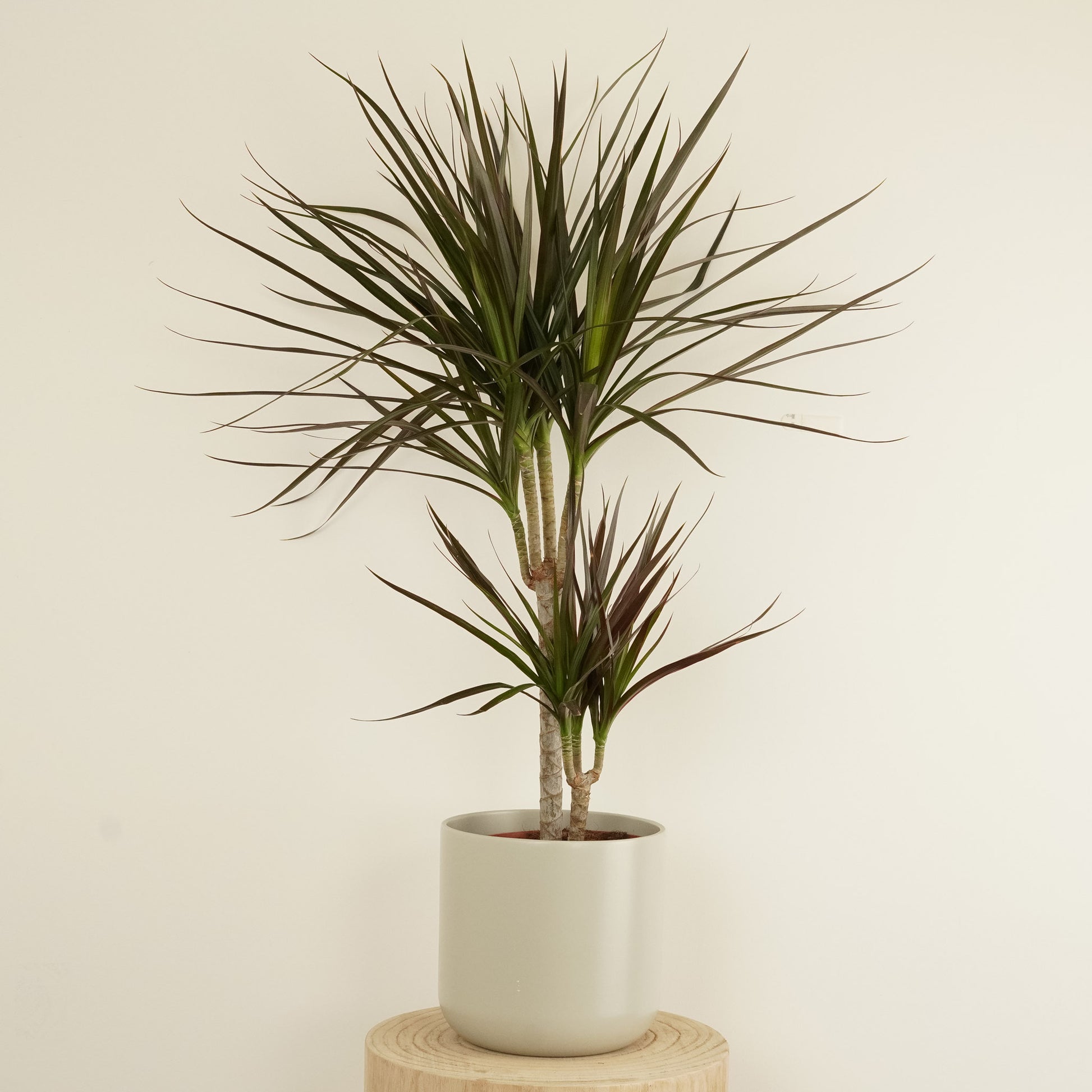 magenta dracaena care Dragon Tree