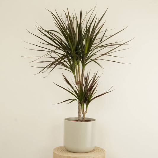 Dragon Tree | Magenta | Mother's Day