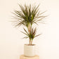 Dragon Tree | Magenta