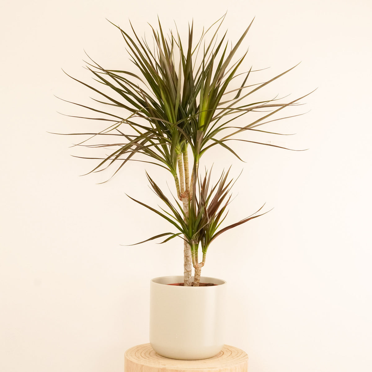 Dragon Tree | Magenta
