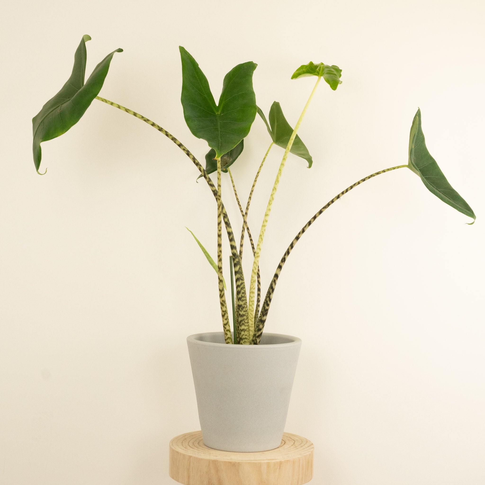 tiger elephant ear plant Elephant Ear