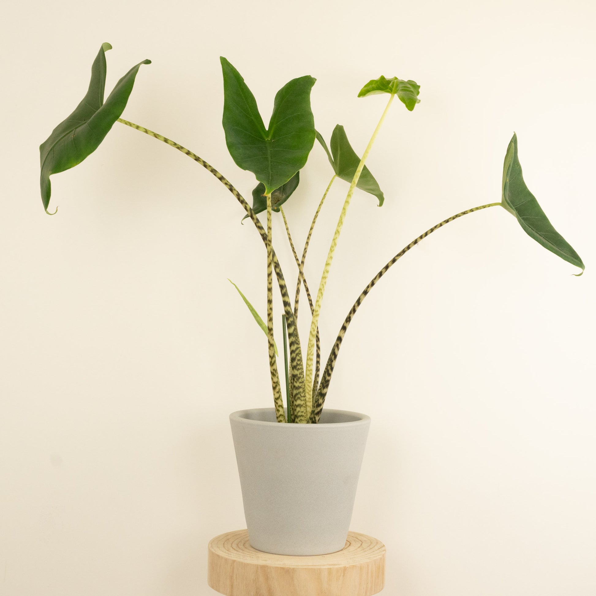 tiger indoor plant Elephant Ear