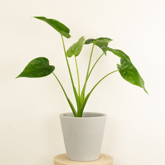 Elephant Ear | Cucullata | Mother's Day
