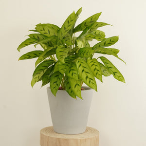 Prayer Plant | Leopardina - Indoor Plant