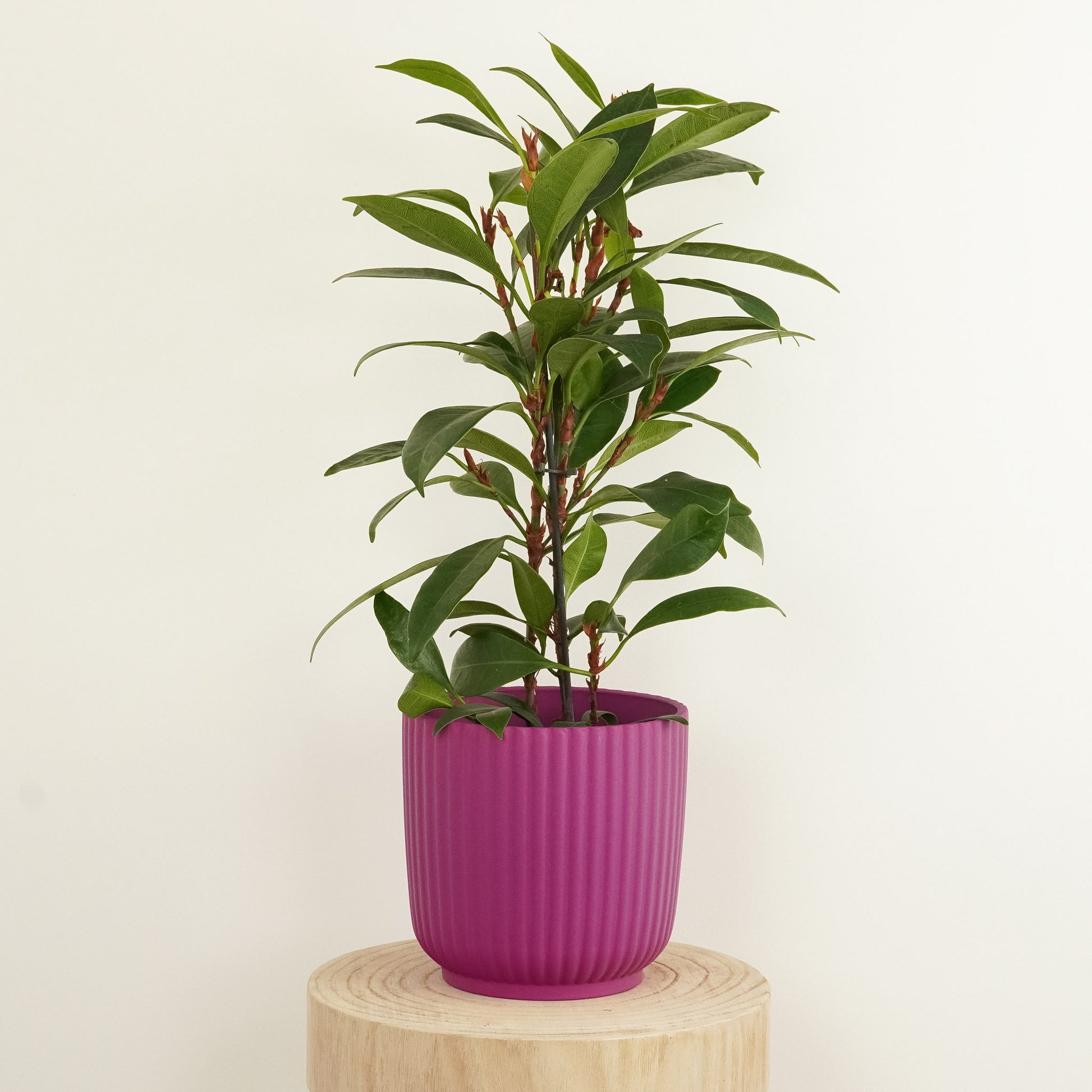 african fig house plant African Fig Tree