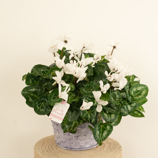 Cyclamen | Allure White | 