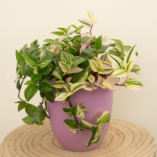 Wandering Dude | Quadricolour | Climbing & Vine Plants