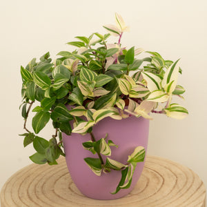 Wandering Dude | Quadricolour - Indoor Plant