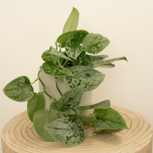 Silver Satin Pothos | Silvery Ann | Perfect Plants for Under £50