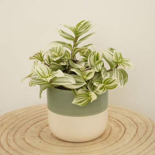 Wandering Dude | Brightness | Indoor Hanging Plants