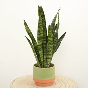 Snake Plant | Zeylanica - Indoor Plant