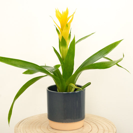 Bromeliad | Guzmania | Deseo Yellow | Air Purifying Plants