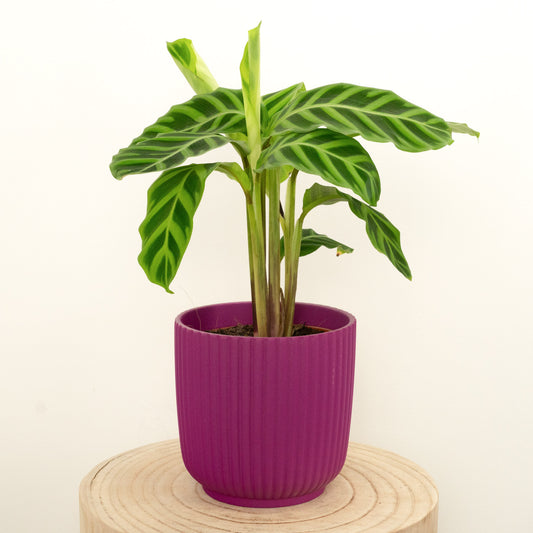 Prayer Plant | Zebrina | Large Leaf Plants