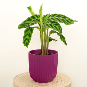 Prayer Plant | Zebrina - Indoor Plant
